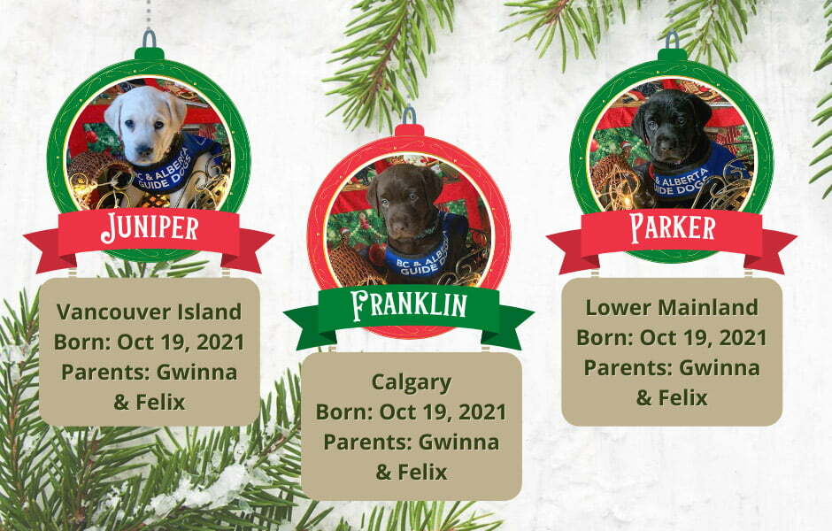 Juniper - Vancouver Island, Franklin - Calgary, Parker - Lower Mainland, all born Oct 19, 2021 to parents Gwinna and Felix