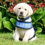 A Yellow Labrador wearing a blue and white BC & Alberta Guide Dog vest.