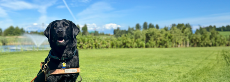 Black Lab, Guide Dog on Golf Course
