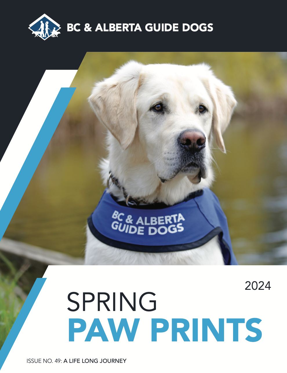 Guide dog by the water.